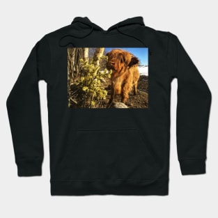 Scottish Highland Cattle Calf 1977 Hoodie